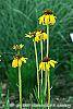 Echinacea paradoxa 'Yellow Mellow' flowers