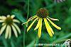 Echinacea paradoxa flowers