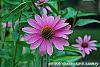 Echinacea purpurea 'Bright Star' flowers