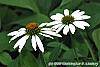 Echinacea purpurea 'Cygnet White' flowers