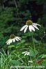 Echinacea purpurea 'Cygnet White' flowers