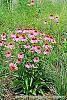 Echinacea purpurpea 'Kim's Knee High' flowers