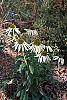 Echinacea purpurea 'Kim's Mophead' habit