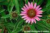 Echinacea purpurea 'Lilliput' flowers