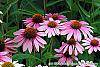 Echinacea purpurea 'Magnus' flowers