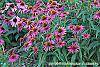 Echinacea purpurea 'Pica Bella' habit