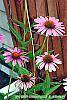 Echinacea purpurea 'Ruby Star' flowers
