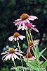 Echinacea purpurea 'Ruby Star' flowers