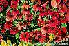 Echinacea 'Balsomsed' PP#23,105 (Sombrero® Salsa Red) habit