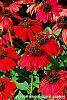 Echinacea 'Balsomsed' PP#23,105 (Sombrero® Salsa Red) flowers