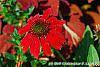 Echinacea 'Balsomsed' PP#23,105 (Sombrero® Salsa Red) flowers