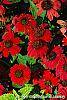 Echinacea 'Balsomsed' PP#23,105 (Sombrero® Salsa Red) flowers