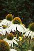 Echinacea purpurea 'White Swan'