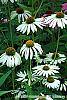 Echinacea purpurea 'White Swan' flowers