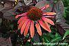 Echinacea 'Sunset' flowers