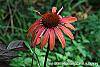 Echinacea 'Sunset' flowers