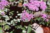Eupatorium coelestinum flowers