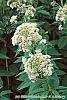 Eupatorium maculatum 'Album' flowers