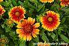 Gaillardia 'Bicolor Bright' flowers