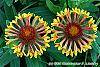 Gaillardia 'Fanfare' flowers