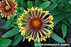 Gaillardia 'Fanfare' flowers