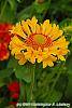 Gaillardia 'Moxie' flowers