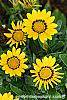 Gazania rigens 'Kiss Frosty Yellow' flowers