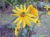 Helianthus angustifolius flowers
