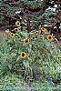 Helianthus annuus 'Autumn Beauty' habit