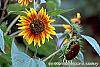 Helianthus annuus 'Autumn Beauty' flowers