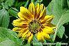 Helianthus annuus 'Music Box Mix' flowers