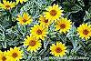Heliopsis helianthoides 'Loraine Sunshine' flowers