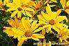 Heliopsis helianthoides var. scabra 'Summer Sun' flowers