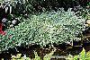 Helichrysum petiolare habit