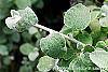 Helichrysum petiolare leaves