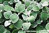 Helichrysum petiolare leaves