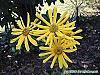 Helianthus verticillatus flowers
