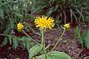 Inula royleana