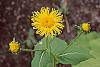Inula royleana flowers