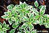 Kalimeris yomena 'Shogun' leaves