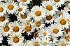 Leucanthemum x superbum 'Daisy May' flowers