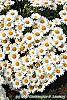 Leucanthemum x superbum 'Daisy May' flowers