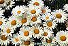 Leucanthemum x superbum 'Daisy May' flowers
