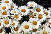 Leucanthemum x superbum 'Daisy May' flowers