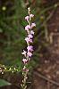 Liatris microcephala