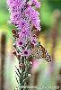 Liatris spicata 'Kobold' culture