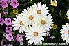 Osteospermum ecklonis 'White Lightning' flowers