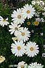 Osteospermum ecklonis 'White Lightning' flowers