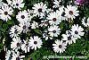 Osteospermum 'Soprano White' flowers