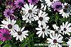 Osteospermum 'Soprano White' flowers